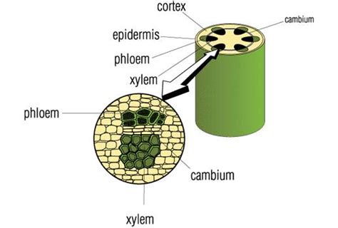 5 Bagian-bagian Akar Monokotil Dan Dikotil - DosenBiologi.com