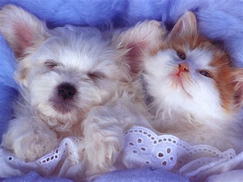 Babies - Babies Pets and Animals Wallpaper (21279528) - Fanpop