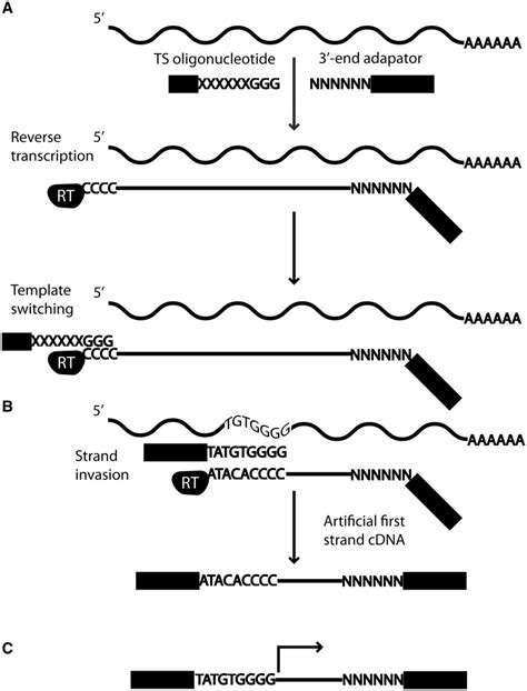 A The Ts Mechanism Is Used For First Strand Cdna Synthesis First An