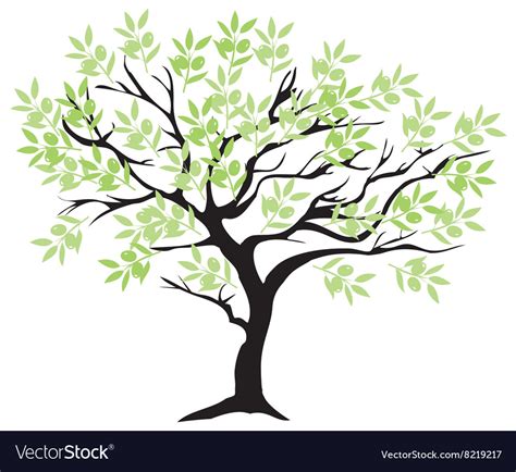 Olive tree branch Royalty Free Vector Image - VectorStock