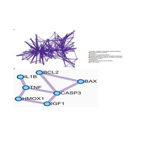 The Inference Of Enriched Biological Processes Diseases Pathways And