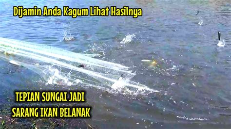 Jala Ikan Di Tepian Sungai Ternyata Sarang Ribuan Ikan Belanak Youtube