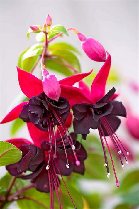 Comment Bouturer Un Fuchsia Paroles De Jardiniers