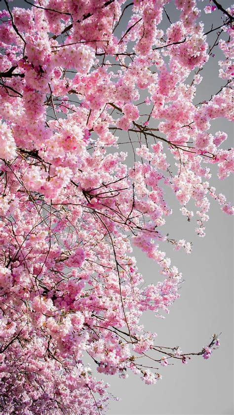 Arbol De Cerezo Wallpaper