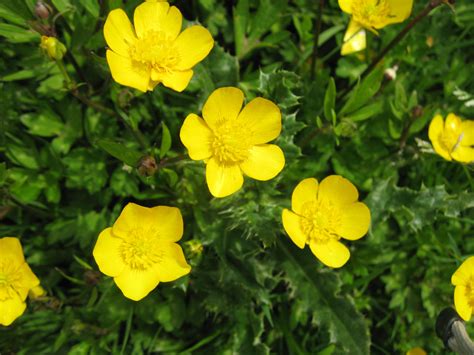 Buttercup Flower