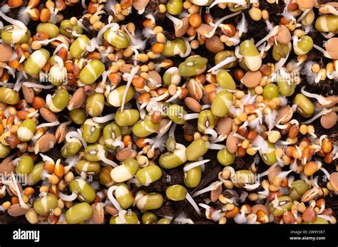 Mixed Sprouts Germinating On Humus Soil Closeup From Above Sprouting