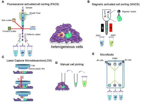 Frontiers Single Cell Isolation And Analysis