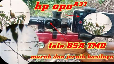 Berburu Punay Lagi Punay Di Balik Layar Teleskop BSA TMD Dan Hp Oppo