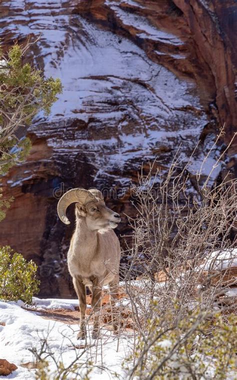 Desert Bighorn Sheep Ram In Winter In Zion National Park Utah Stock