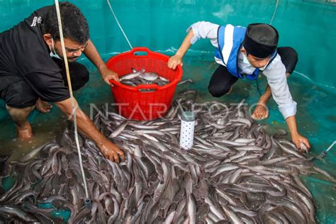 Panen Ikan Lele Budidaya Antara Foto