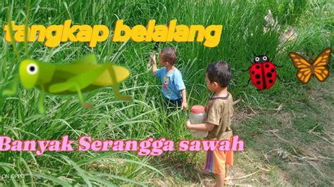 Bocil Berburu Belalang Di Sawah Youtube