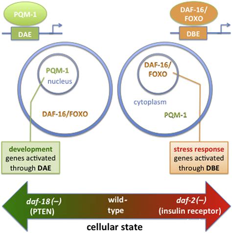 PQM 1 Complements DAF 16 As A Key Transcriptional Regulator Of DAF 2