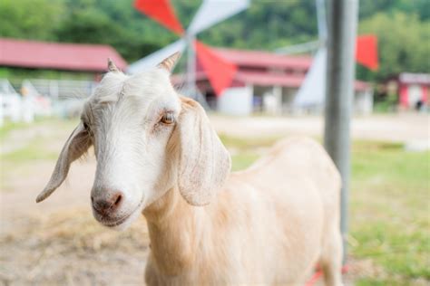 Premium Photo | Baby goat in a farm