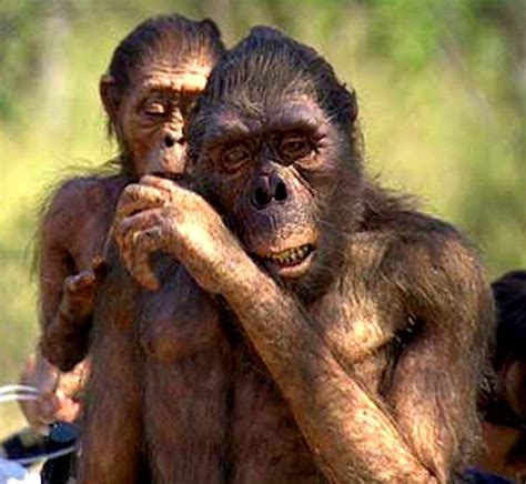 Australopithecus africanus - documentary "Walking With Beasts ...