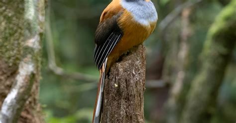 Yellow Trogon Bird in Nature · Free Stock Photo