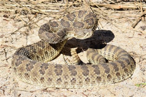 Prairie Rattlesnake Facts, Description, Diet, and Pictures