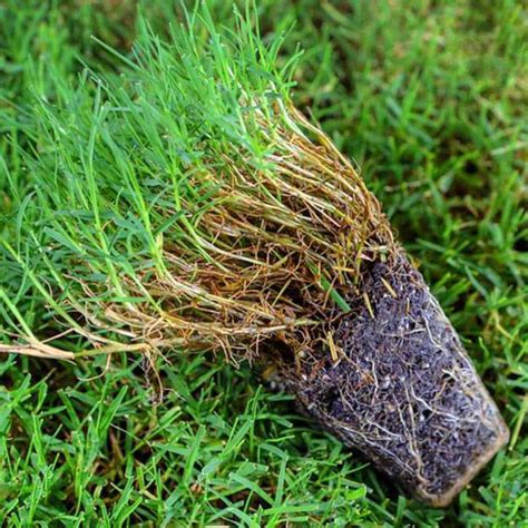 Lawn Grass Bermuda Seeds Buy Seeds Online At Best Price In India