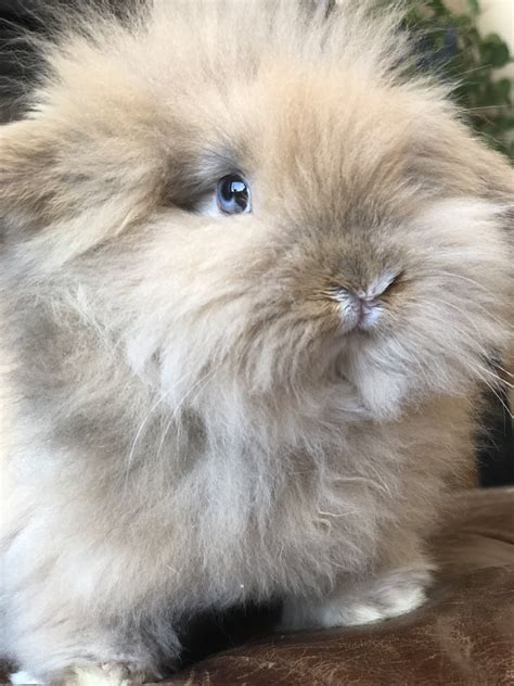 Holland Lop Rabbits For Sale Hudson Wi 289872