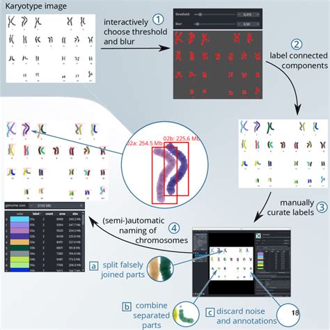 Overview Of The Workflow For Estimating Chromosome Sizes From A