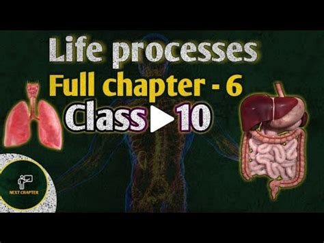 Life Processes Class 10 Science Biology One Shot Life Processes