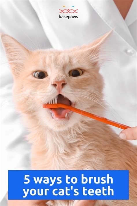 5 Ways To Brush Your Cat S Teeth Artofit