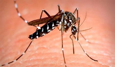 Alerta Por Mosquito Tigre Capaz De Transmitir 22 Tipos De Virus ¿por Qué Es Peligroso Glucmx