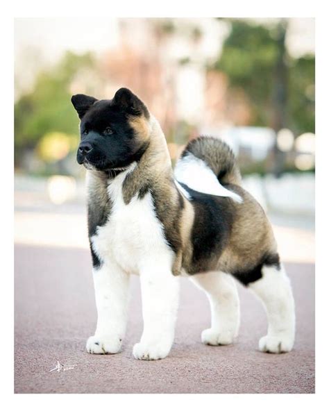 Japanese Akita Inu Dog Breed | Information, Pictures, Care