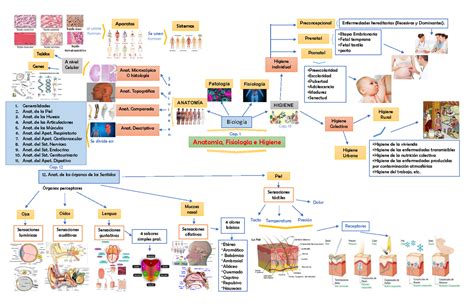 Mapa Mental De Anatomia Fisiolog A E Higiene Anatom A Fisiolog A E