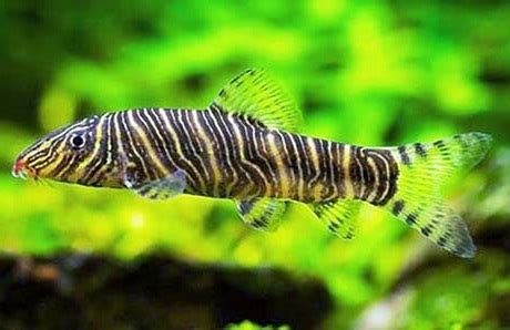 БОЦИЯ ЗЕБРА или ПОЛОСАТАЯ БОЦИЯ (Botia superciliaris, Botia striata ...