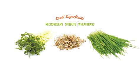 Natures Roots Microgreens Sprouts And Wheatgrass Home