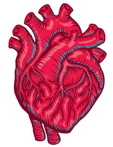 Cuore Umano Disegnato A Mano Schizzo Anatomico Medicina Colo Di