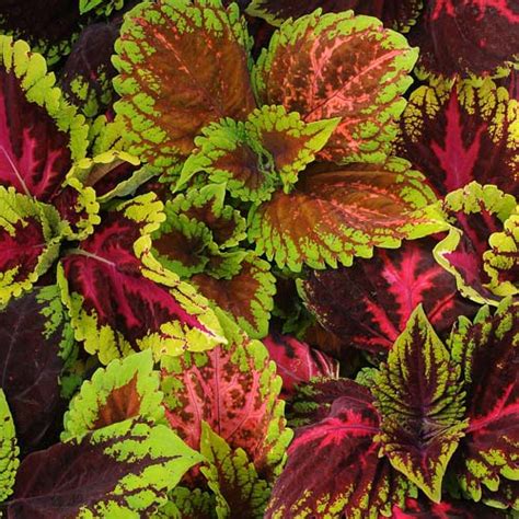 Coleus Seeds 40 Varieties Annual Flower Seeds