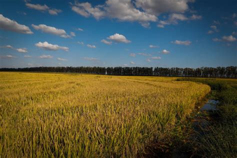 Projeto Campo Futuro Levanta Custos De Produ O De Soja Trigo E Arroz