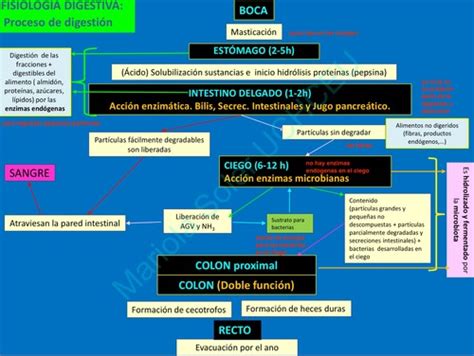 Fichas de aprendizaje Fisiología de la digestión Quizlet
