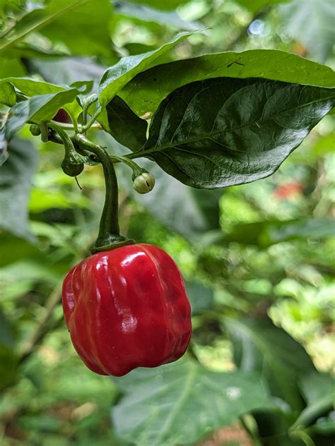 Absolutely Hot R Hotpeppers