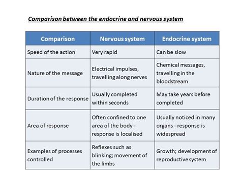 The Endocrine System San Francisco De Paula Science Department