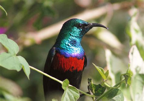 Uganda Birding Tour Uganda Eco Tours