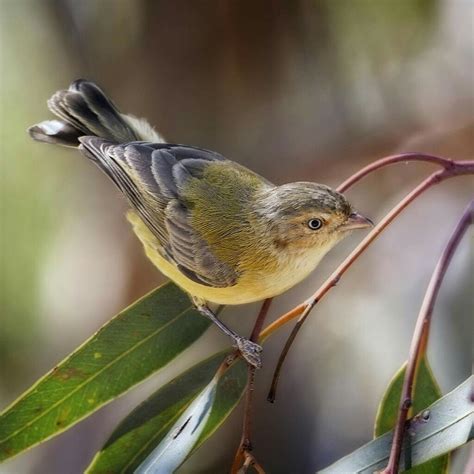 Weebill Australia's smallest Bird measuring 8 - 9 cm | Australian native animals, Australian ...