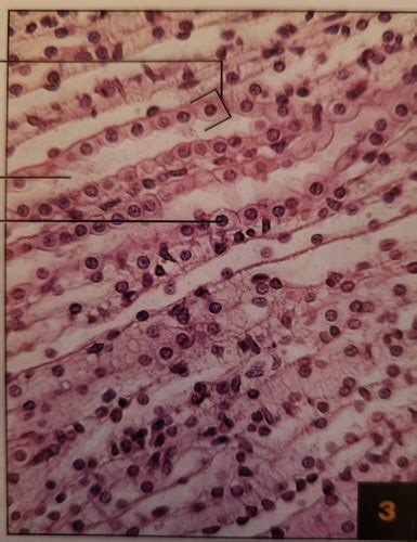 Epithelial And Muscle Tissue Flashcards Quizlet