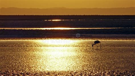 Sunset at the Salar De Atacama, Chile Stock Image - Image of volcano ...