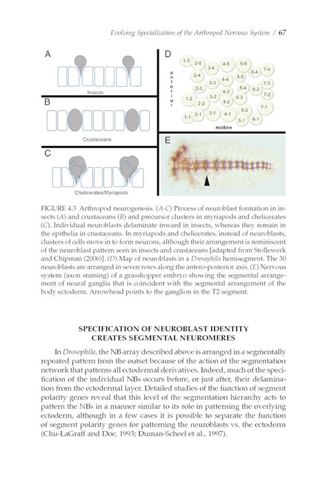 Evolving Specialization Of The Arthropod Nervous System Erin Jarvis