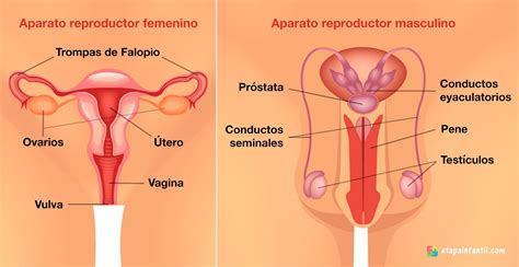 Aparato Reproductor Masculino Y Femenino