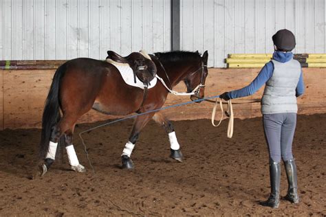 Lunging A Horse Safely Lunge Training Equipment Guide