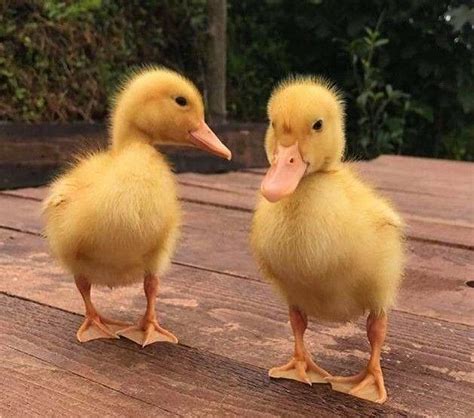 These Two Cute Ducklings R Ducklings