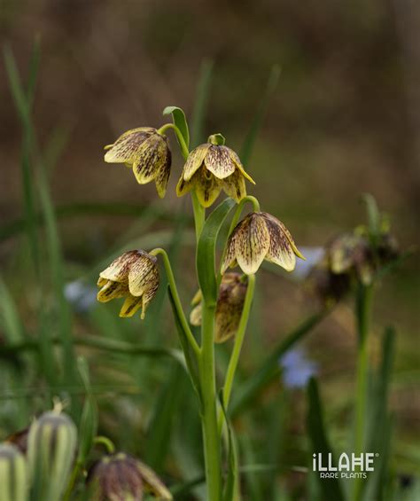 Fritillaria Pontica Bulbs For Sale Fritillaria Bulbs For Sale — Illahe