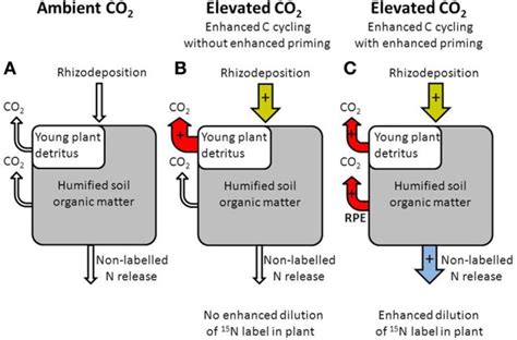 Diagram Illustrating The Role Of Rhizodeposition For Carbon Cycling