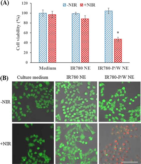 A Cell Viabilities Measured By CCK 8 Assay And B Calcein AM PI