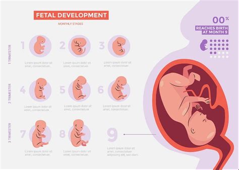 Months Pregnant Symptoms And Fetal Development Pampers 40 Off