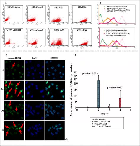 Reactive Oxygen Species Ros Generation And Immunofluorescence