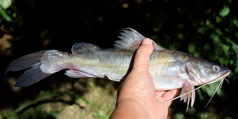 Ikan Tenggiri Taksonomi Morfologi Habitat Dan Persebaran